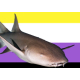 Avatar de persona
