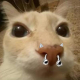 Avatar de persona